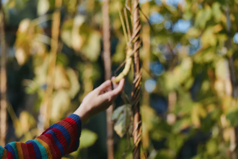 Woman hand in striped sweater gently touching a climbing vine in a sunlit forest, young adult in casual outfit exploring nature with curious, tactile mood for lifestyle travel.