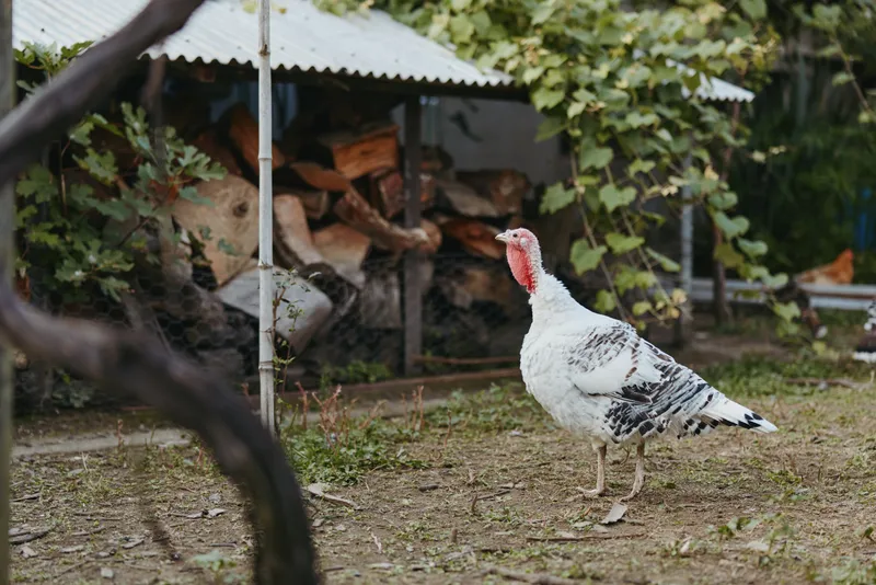 Turkey in a farmyard near a stacked woodpile and rustic shed, domestic poultry walking on dirt, white speckled plumage, alert posture in a rural backyard farm lifestyle scene.
