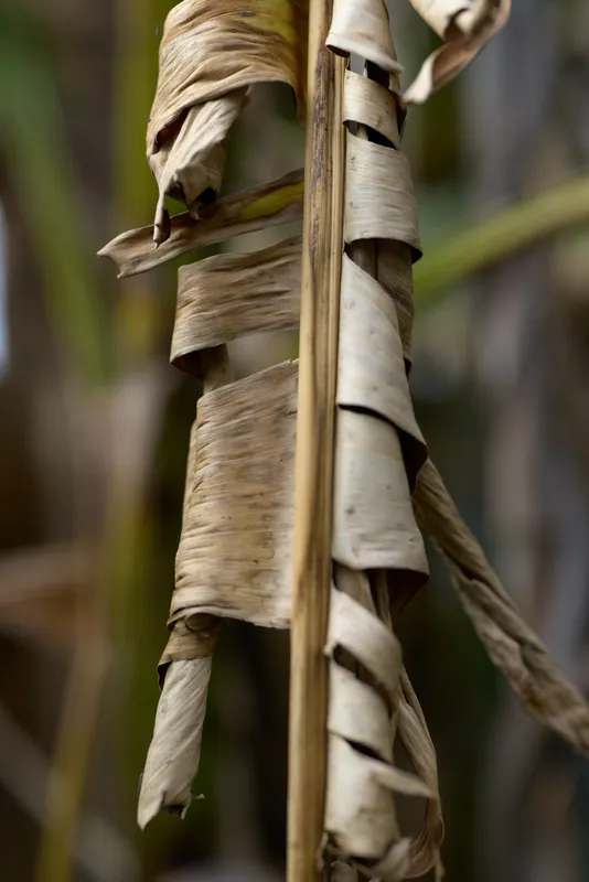 Close-up of a dried plant stem with tattered leaves, highlighting weathered texture, natural tones, and rustic detail against a soft blurred backdrop