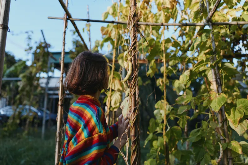 woman garden striped sweater vine trellis touching — young adult female in colorful knit leaning and inspecting climbing plants in a backyard garden, peaceful afternoon, lifestyle and gardening scene