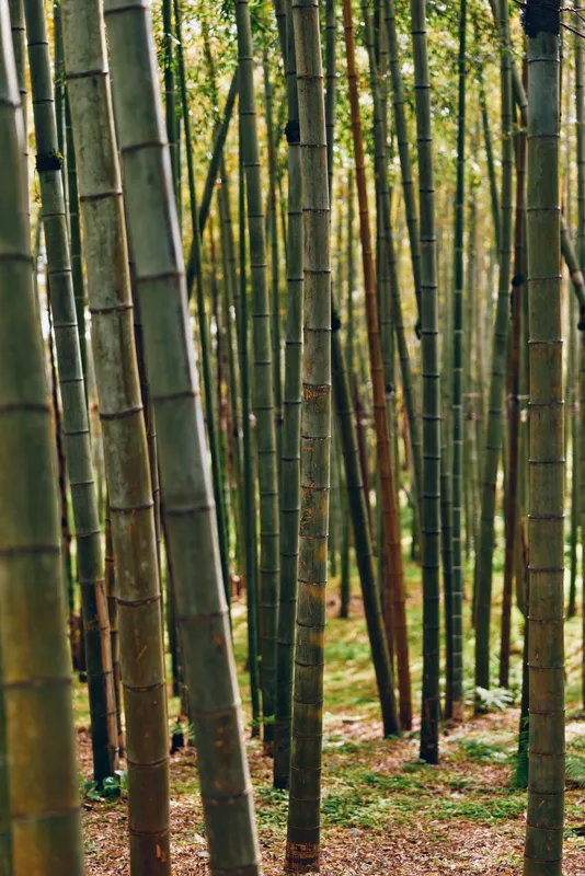 Bamboo forest grove trunks trees nature green vertical stems and foliage in a dense bamboo stand, tall slender stalks rising from leaf litter with dappled sunlight and tranquil woodland mood.