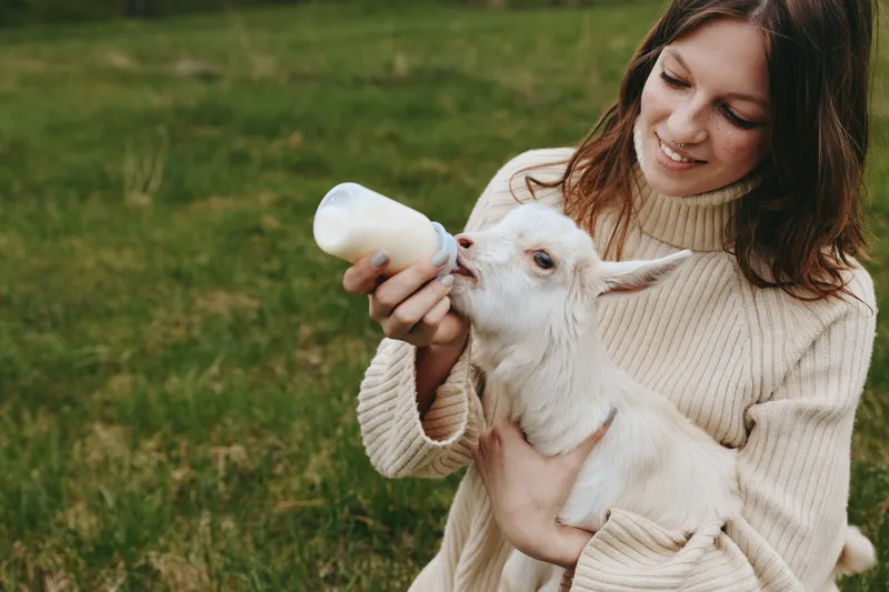 Caring woman feeds a young goat with a bottle in a sunny meadow, sharing a gentle wholesome moment of farm life, showcasing nurturing bond and playful innocence and joy outdoors
