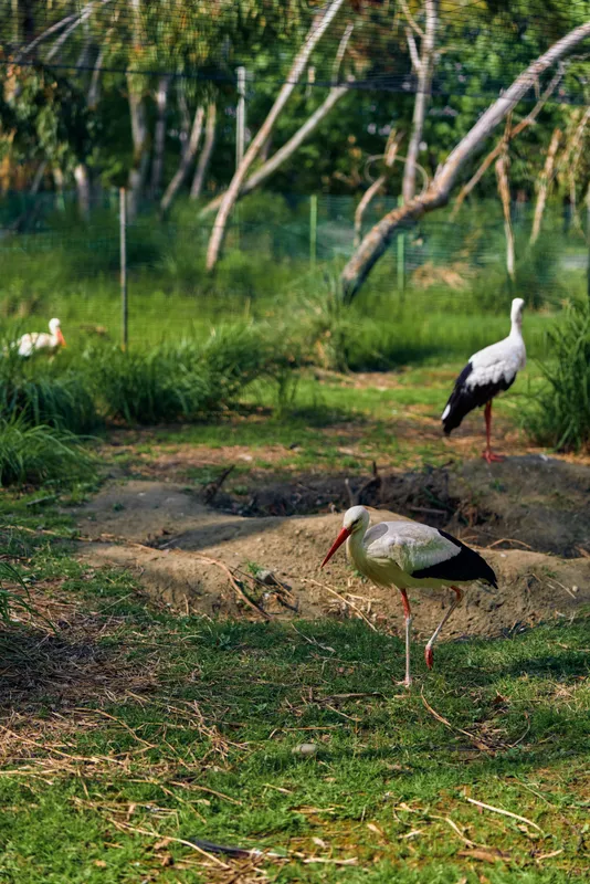 Stork bird wetland grass beak legs nature marsh scene with white storks foraging in a tranquil green pondside habitat, standing and feeding among reeds on a soft forest bank.