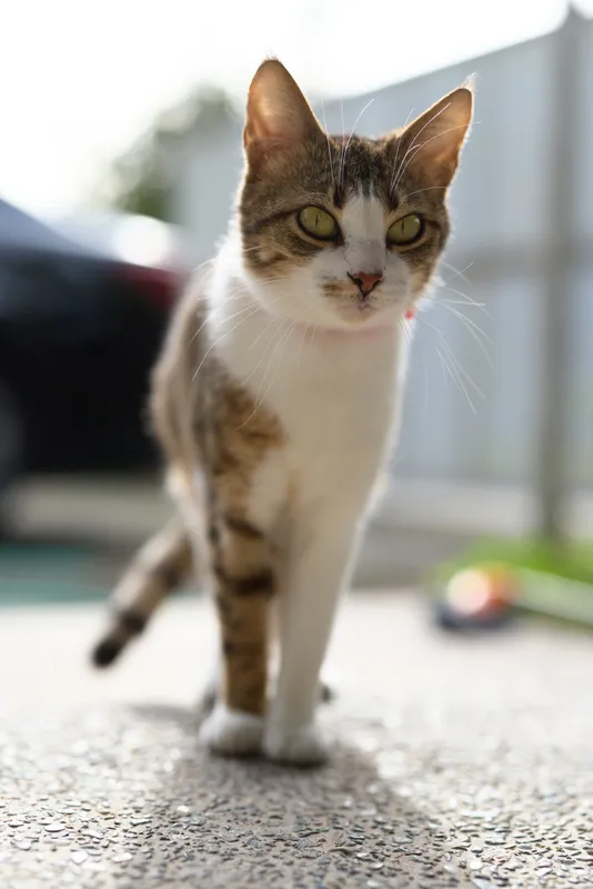 Curious tabby cat stands on sunlit pavement, eyes bright, ears perked, as warm afternoon light highlights its striped fur and softly blurs the background.