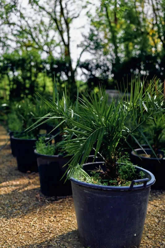 Plant pot nursery palm garden outdoor potted container in a row of black plastic pots at a garden center, green foliage with dew on leaves on gravel path under soft sunlight for landscaping stock