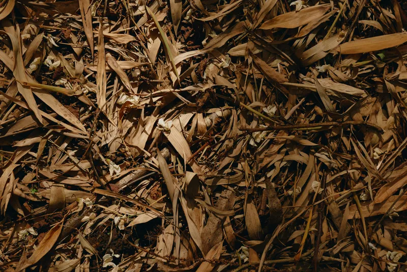 Leaves, mulch, forest, floor, brown, texture, autumn, foliage: close-up view of layered leaves and twigs covering ground, organic mulch pattern with earthy tones and detailed natural debris.