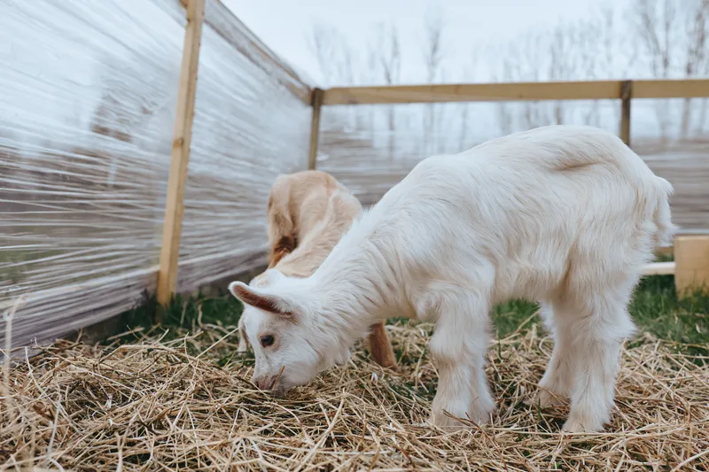Goat, kid, farm, animal, nature, straw, enclosure, grazing, outdoors, young in a straw covered pen on a sunny farm, this moment captures calm rural life and gentle livestock interaction.