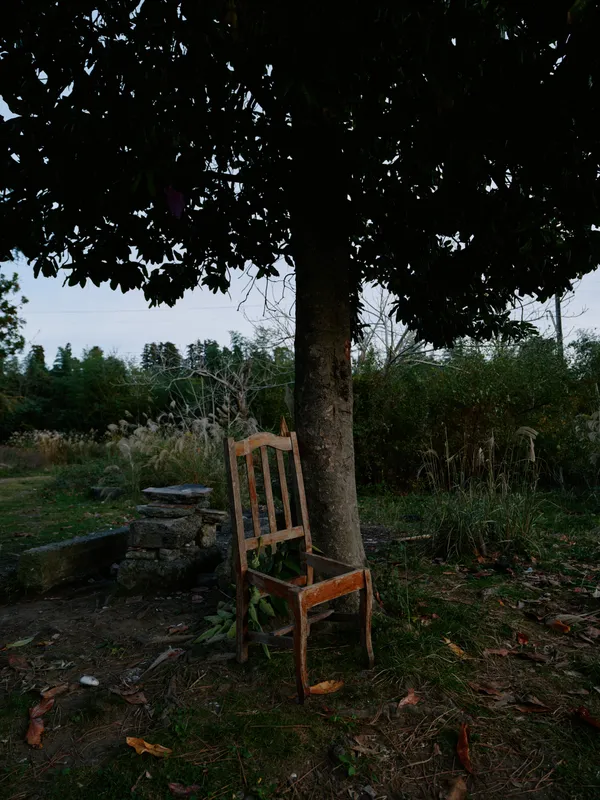 Old wooden chair under a large tree in a quiet garden at dusk, weathered and rustic, inviting solitude and calm in a natural outdoor setting.