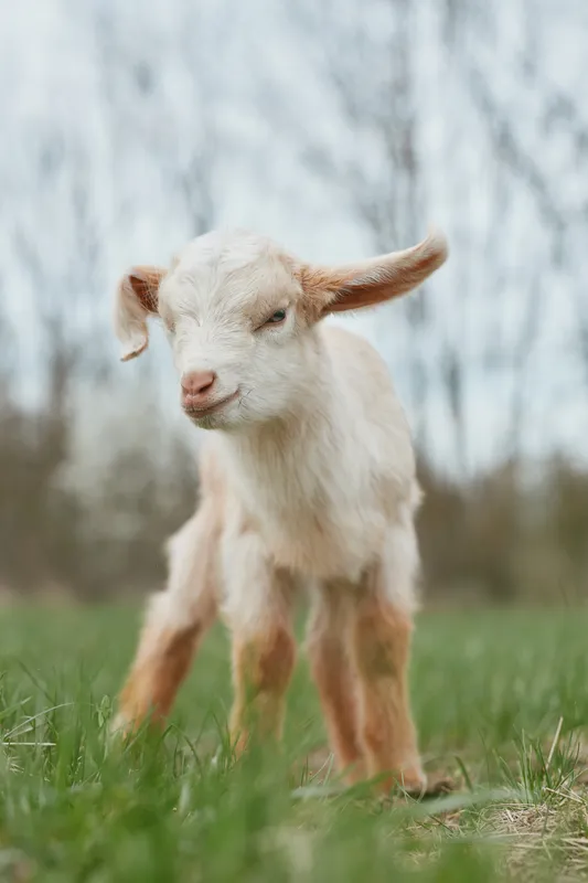 Young white baby goat stands on green grass with eyes closed in a peaceful outdoor setting during early spring, capturing a natural and calm lifestyle moment.
