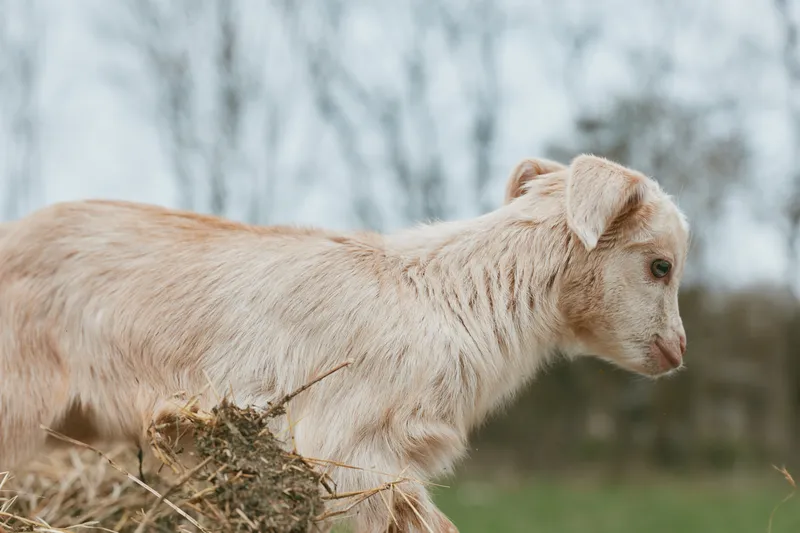 A light brown goat kid stands on a straw heap in an open field, exploring the outdoors. A candid lifestyle shot showing curiosity, rustic farm life, and natural interaction with animals.