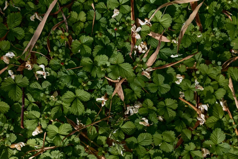 wild strawberry leaves groundcover green plants flowers cover the forest floor with small white blossoms and dried brown stems, closeup of natural foliage pattern and textured outdoor vegetation