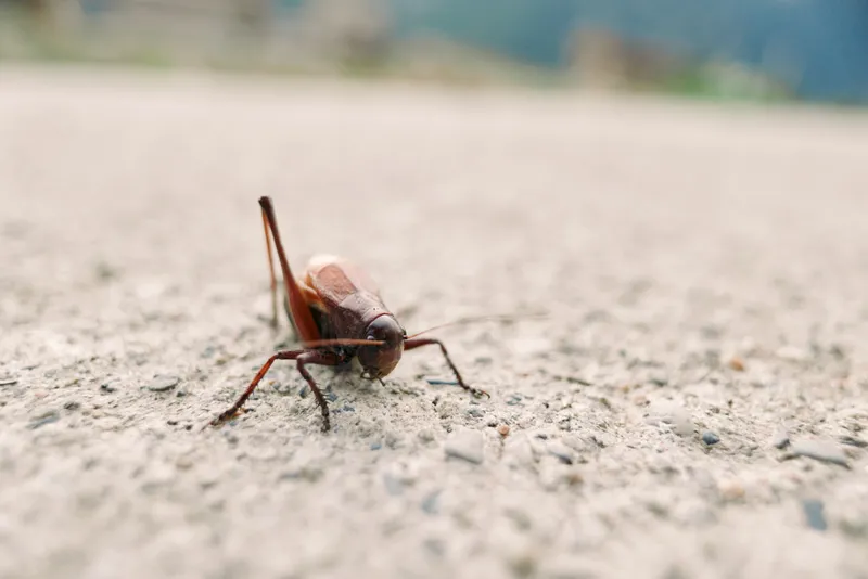 Grasshopper insect closeup pavement nature brown detailed macro shot of a small hopper on concrete surface, low angle perspective with shallow depth of field in outdoor summer light.