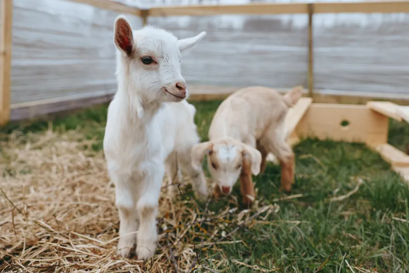 Goats outdoors in a sunlit farm setting, a curious kid leads the way while another rests, natural grass and wooden fencing frame a calm countryside lifestyle, playful and peaceful, featuring goat and