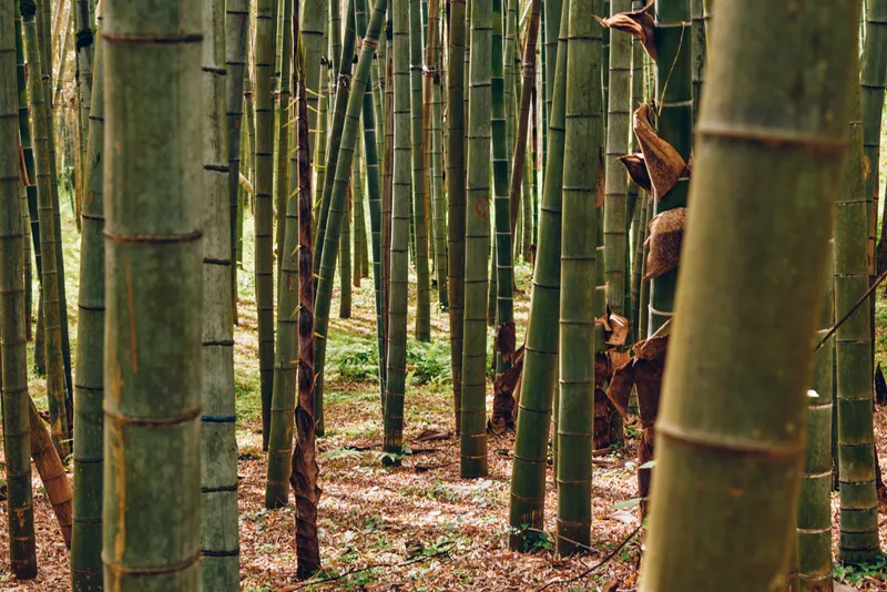 bamboo forest grove stalks trunks greenery capture a dense bamboo grove with vertical stalks and textured trunks, green foliage on the forest floor in a tranquil nature landscape scene.