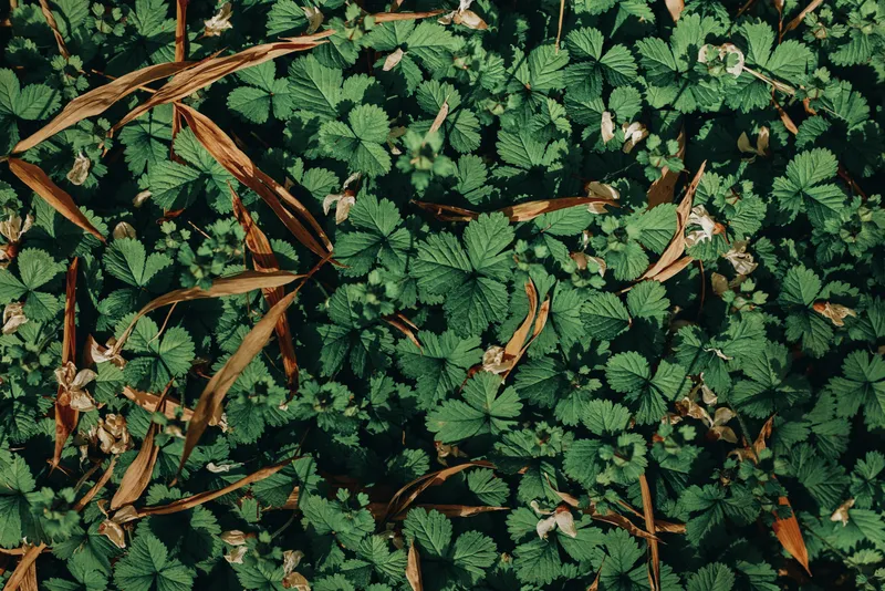 Strawberry leaves groundcover with wild green foliage and small white flowers, scattered dry brown leaves and natural texture ideal for nature background and botanical use.