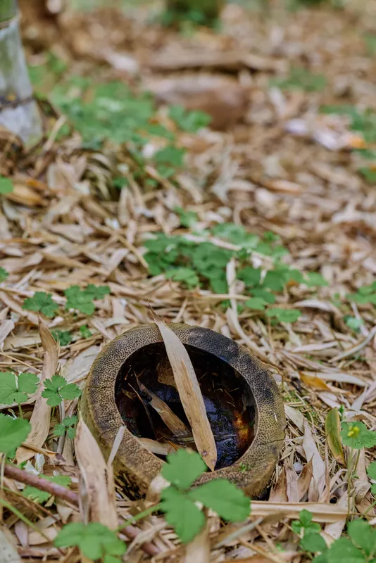 Fruit shell on forest ground surrounded by dry bamboo leaves and small green plants, fallen tropical fruit detail in nature with textured husk on earthy woodland floor.