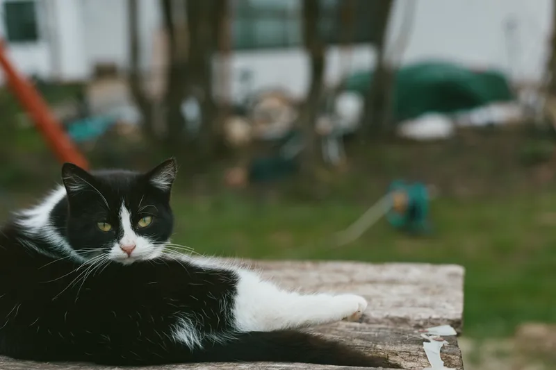 Black and white cat lies relaxed on a wooden surface outdoors with a calm expression in a natural garden setting during daytime.