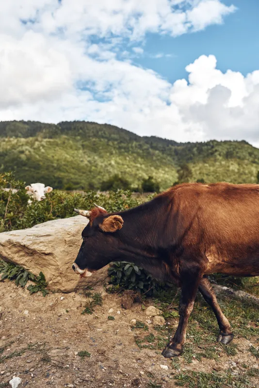 Brown cow walks along a dirt path in a rural landscape with rolling hills, blue sky and fluffy clouds, creating a peaceful countryside scene
