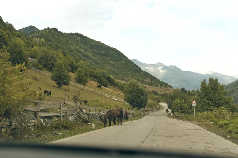 Rural road winds through a mountainous countryside with grazing horses along the pavement framed by green hills trees and distant peaks under a calm blue sky