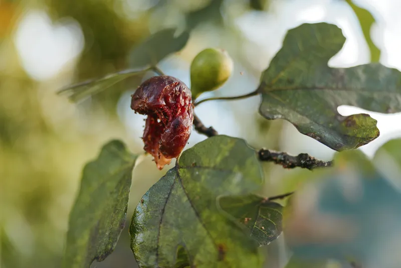 Oak gall on branch and leaf with small acorn visible, insect induced growth in macro nature closeup, young oak twig with reddish gall in humid morning forest for botany study.