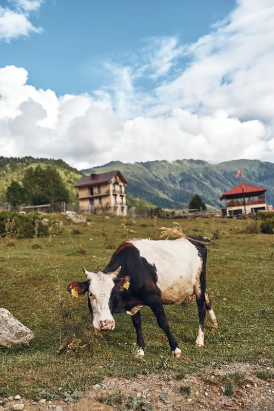 Cow grazing in a wide pasture with rolling countryside and distant mountains, rustic farm buildings in the background beneath a bright blue sky with fluffy clouds and green meadows