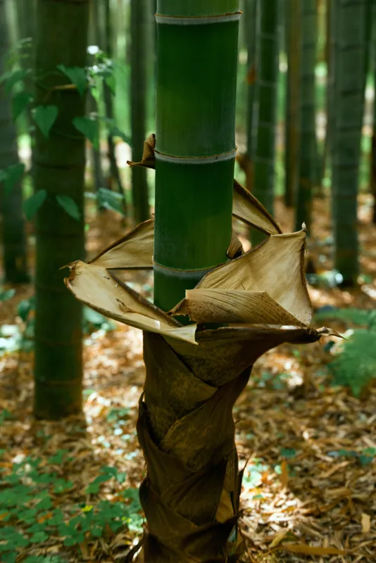Bamboo forest with green bamboo stalks and a young shoot wrapped in dried leaves on the forest floor, vertical trunks and dappled sunlight creating natural texture