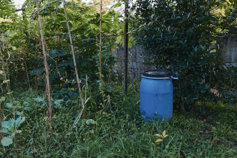 Blue barrel sits in an overgrown garden backyard as a rain barrel among weeds by a fence, surrounded by dense vegetation and a compost drum in a rustic outdoor scene