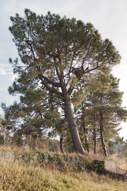 Pine tree standing tall in a sunlit field, surrounded by grasses and shrubs, a tranquil nature scene ideal for outdoor, rustic, and serene settings.