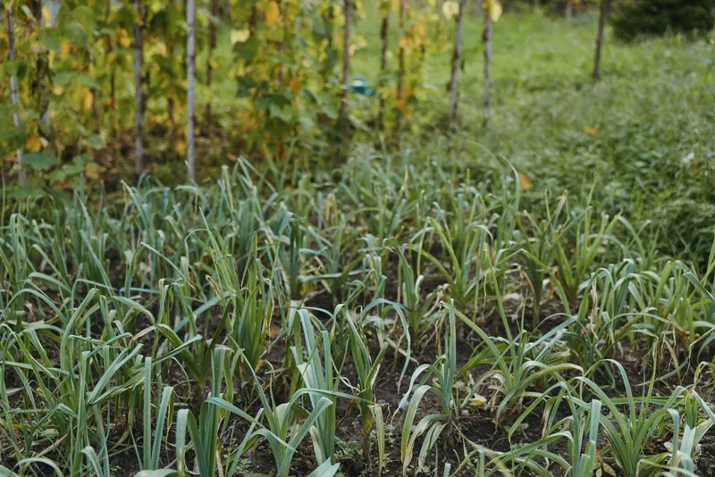Vegetable garden green onions seedlings in a garden bed with rich soil, backyard plants ready for harvest, middle-aged woman gardener tending neat rows in casual outfit weeding.