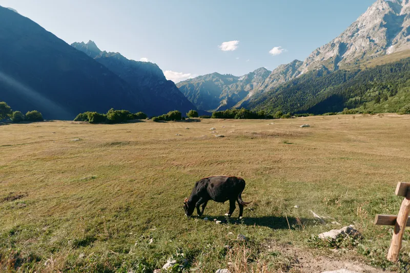 Horse grazing in a meadow with mountains in the background, wide valley and pasture landscape of countryside under clear sky and warm sunlight, solitary equine on green grass ridge.