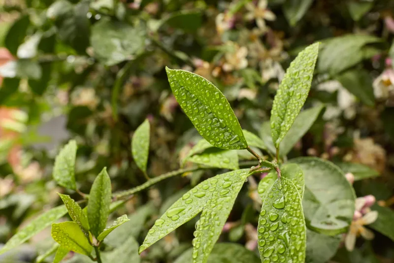 Closeup of fresh leaves with dew on a vibrant plant, showcasing natural texture and greenery, isolated on a soft background for lifestyle naturalist style