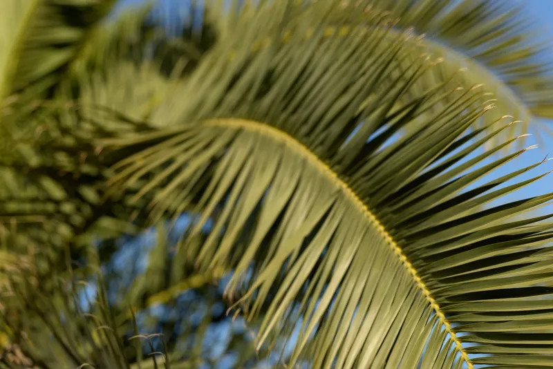 Close-up of green palm leaves with sharp details and sunlight enhancing the vibrant texture under a clear blue sky in a tropical outdoor environment.