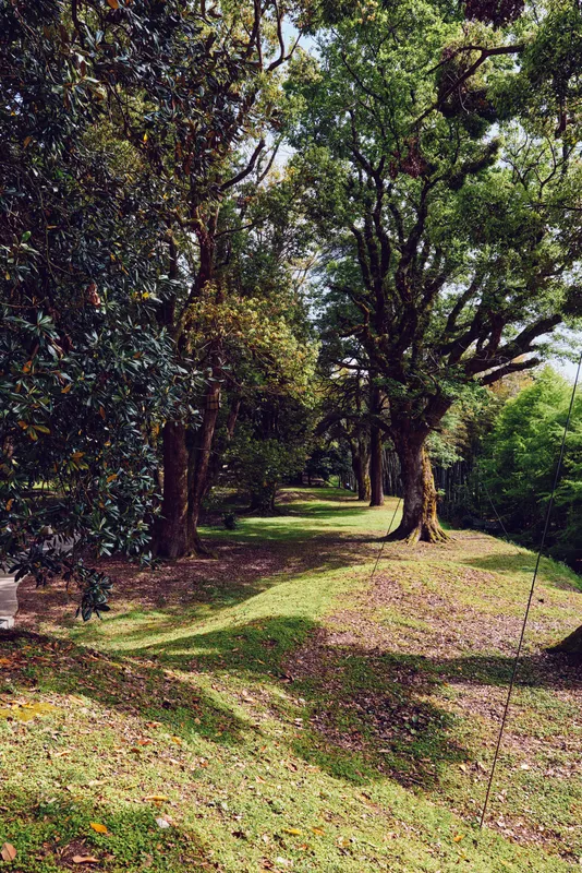 Trees and grass in a forest park with a winding path, dappled sunlight and dense foliage casting long shadows across a leafy clearing, peaceful natural outdoor scene.