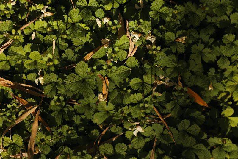 Leaves, plants, foliage, groundcover, flowers, nature closeup of dense green groundcover with small white blooms, dried brown leaves and twigs forming a textured forest floor pattern.