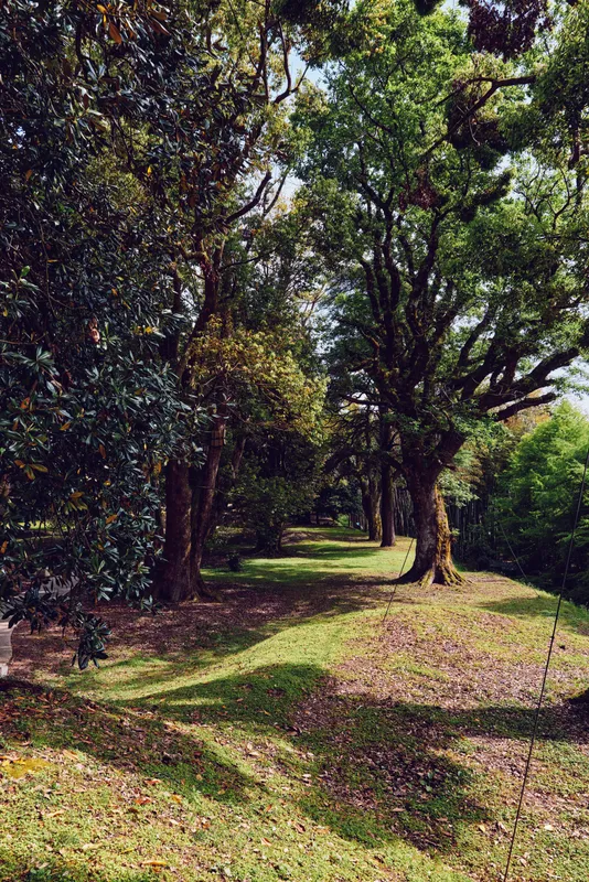 trees along a shaded path with large oak trunks, dappled sunlight and long shadows over grass in a peaceful park nature scene, ideal for outdoor landscape and relaxation