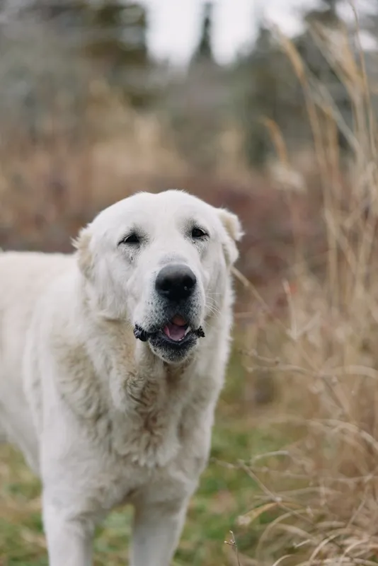 White dog in an outdoor meadow, smiling face and candid portrait amid tall grasses, calm natural setting and friendly canine character
