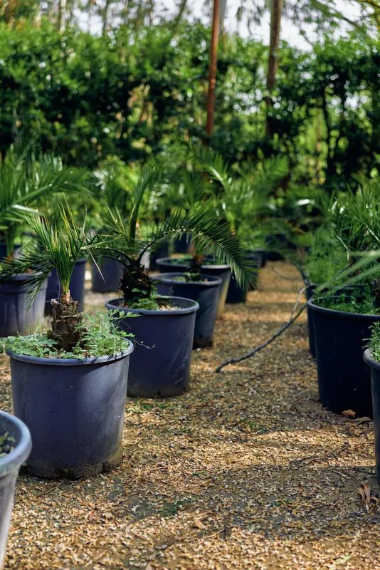 Potted plants nursery palm pots seedlings in a shaded greenhouse, black containers on gravel pathway with irrigation tubing, tropical foliage and young palms for landscaping and cultivation.