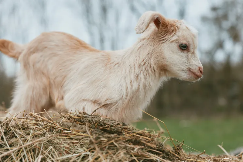 Young goat kid atop hay stack in a rural yard, showcasing farm life, natural curiosity, and gentle energy. Bright outdoor light enhances textures and warm mood, for a cozy lifestyle vibe.
