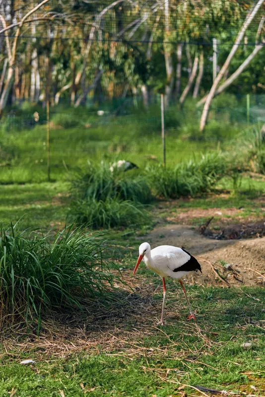 Stork bird white with long beak and slender legs foraging in a grassy park habitat, closeup of a wading bird on green grassland with soft natural light and blurred trees.