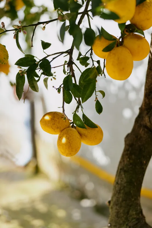 Sunlit lemon tree with ripe yellow fruit hanging from a leafy branch, a calm outdoor scene conveying freshness and natural simplicity