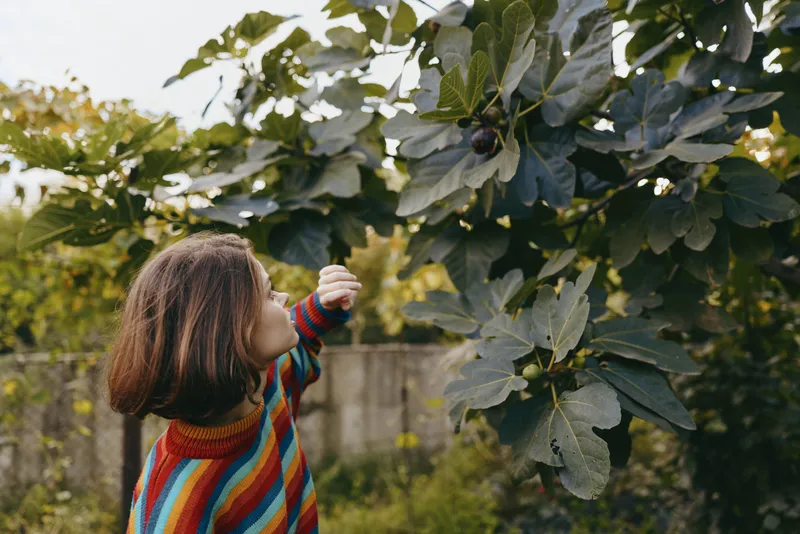 Girl child curiosity striped sweater backyard fig tree reaching nature exploring garden, 7-year-old brunette girl leaning and smiling while inspecting fruit in a suburban outdoor lifestyle scene