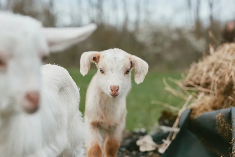 Curious goat kid on a farm interacts with a friendly herd, bright pasture in background, warm sunlight, natural lifestyle scene, animals cared for, rustic countryside vibe.