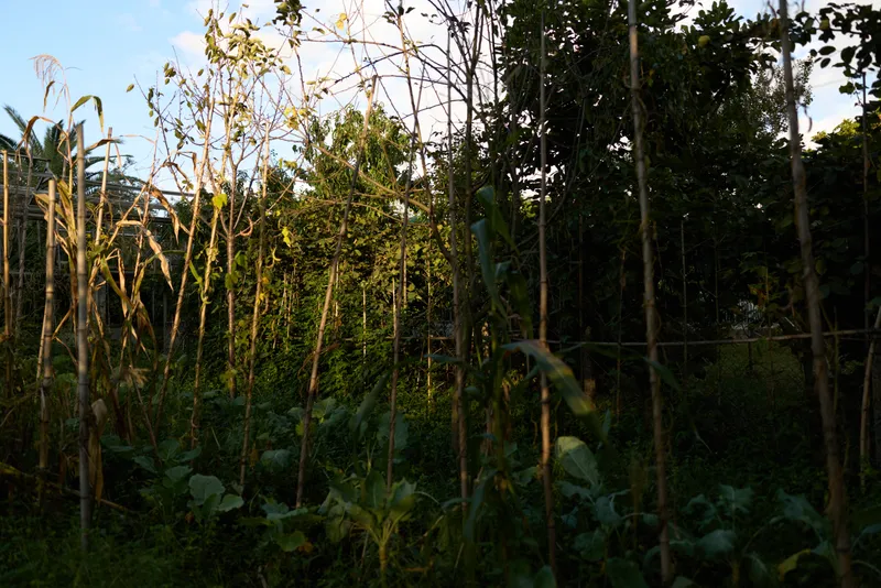 tall stalks, forest edge, sunlight, rural garden, green undergrowth, tropical vegetation in a sunlit farm plot with dried stems and dense foliage creating peaceful countryside atmosphere