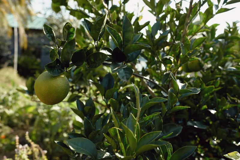 Close up of a lemon tree with ripening lemons, glossy leaves, sunlit greenery and fresh fruit, capturing an outdoor orchard atmosphere and natural harvest scene in a tranquil garden setting with