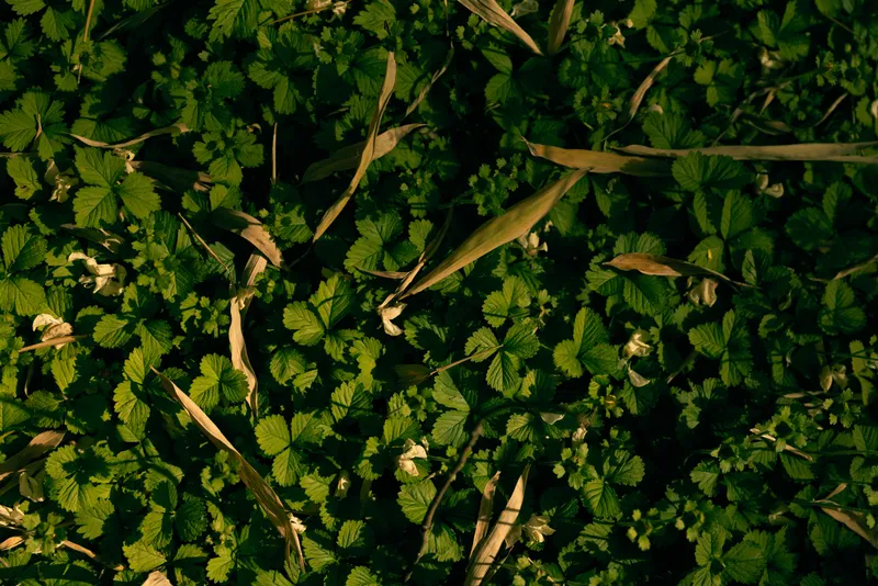 groundcover green leaves foliage plants nature closeup of low leafy carpet with dried grass and soft sunlight, detailed texture and pattern of small vegetation on the forest floor