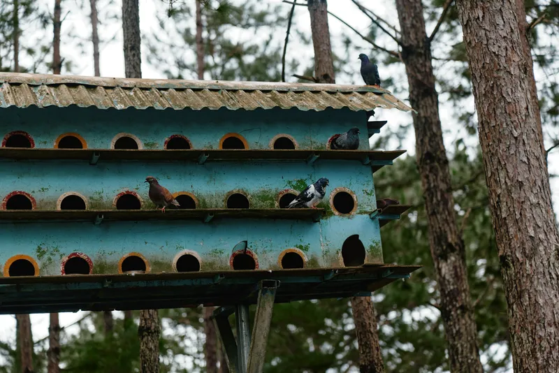 Colorful birdhouse in the forest with active pigeons exploring their environment, showcasing nature and wildlife in a serene setting
