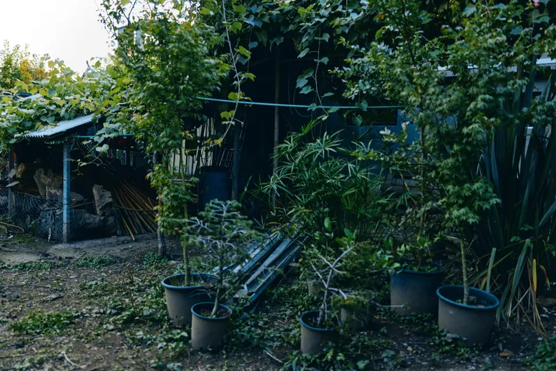 Garden potted plants backyard shed foliage greenery pots rural scene with young saplings in containers, dirt path, wooden structure and vine covered fence for home gardening.