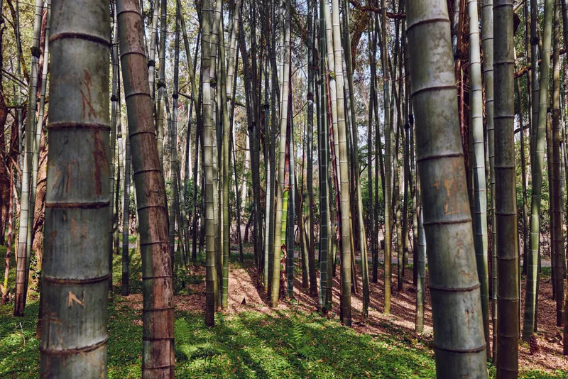 Bamboo forest grove with tall trunks and dappled sunlight, dense green canopy and leaf litter on the ground, peaceful natural stand showing texture, vertical lines and serene atmosphere