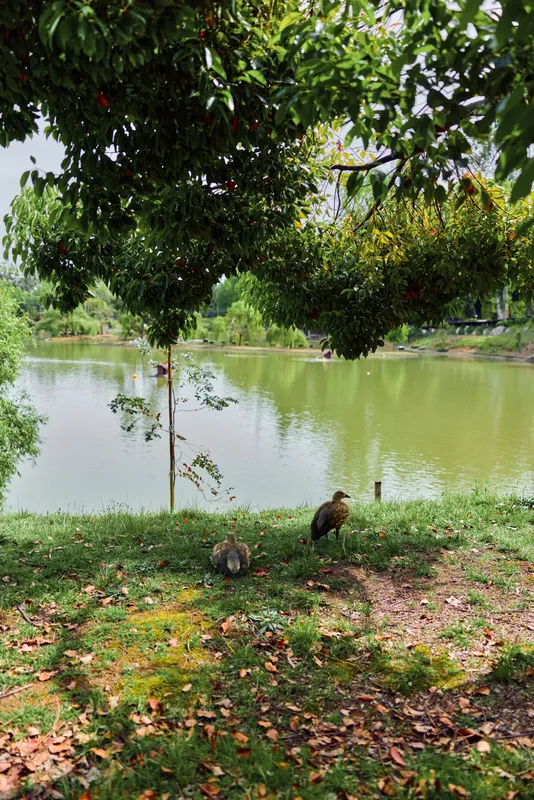Lake scene with two ducks by a pond and birds on grass under a large tree, calm water and shaded park shoreline with reflections, peaceful nature and outdoor wildlife.