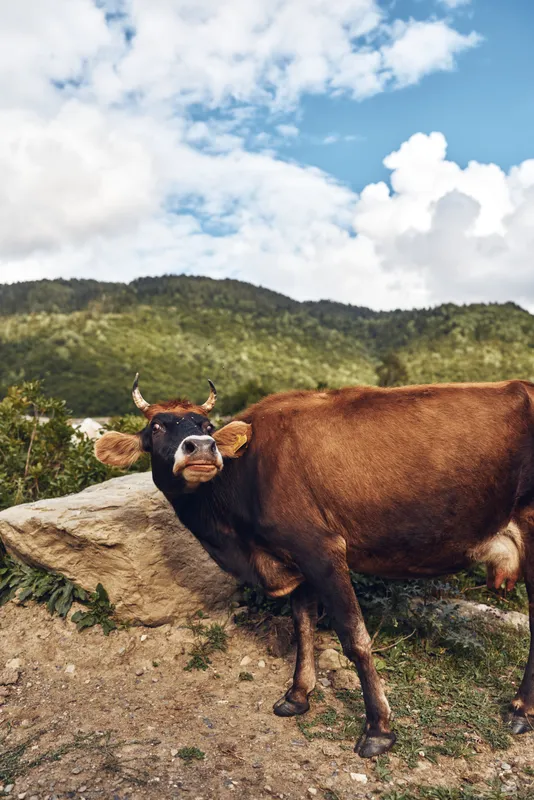 Cow brown bovine livestock grazing in rural mountain pasture with rock